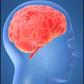 Thumbnail image for Drugs and the Brain