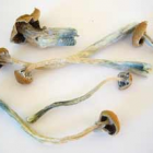 Thumbnail image for Hallucinogens