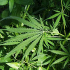 Thumbnail image for Cannabis Basics