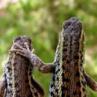 Thumbnail image for New Face of Codependency