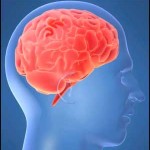 Drugs and the Brain