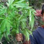 Cannabis Basics